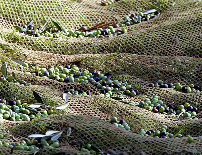 Olive Net